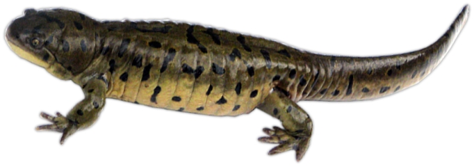 Gray Tiger Salamander